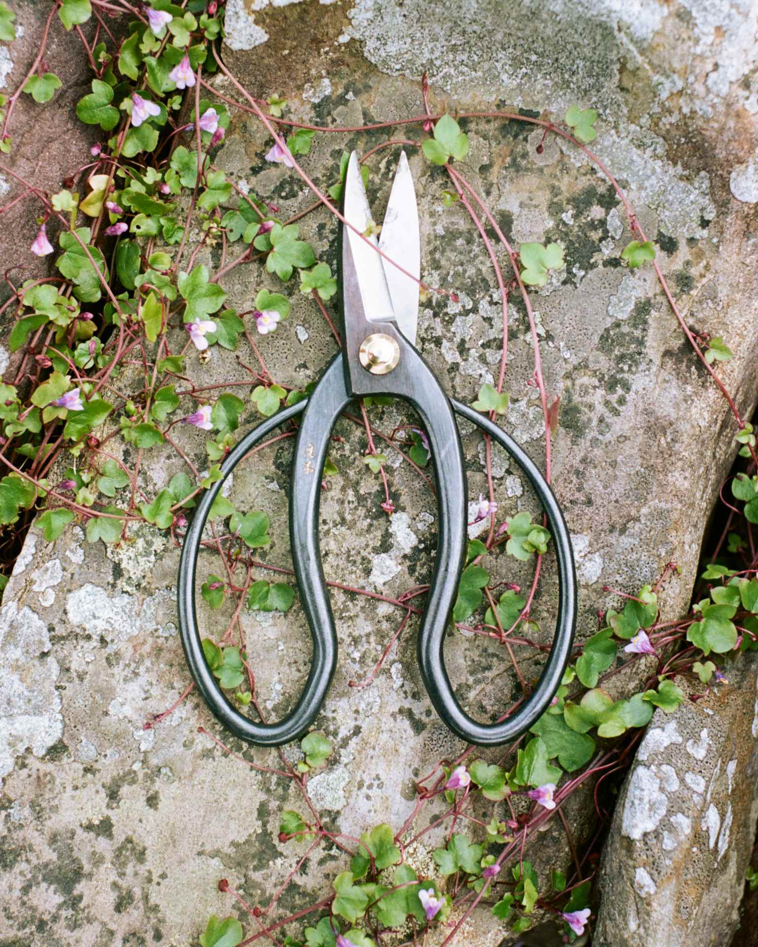 Paul Smith + Niwaki